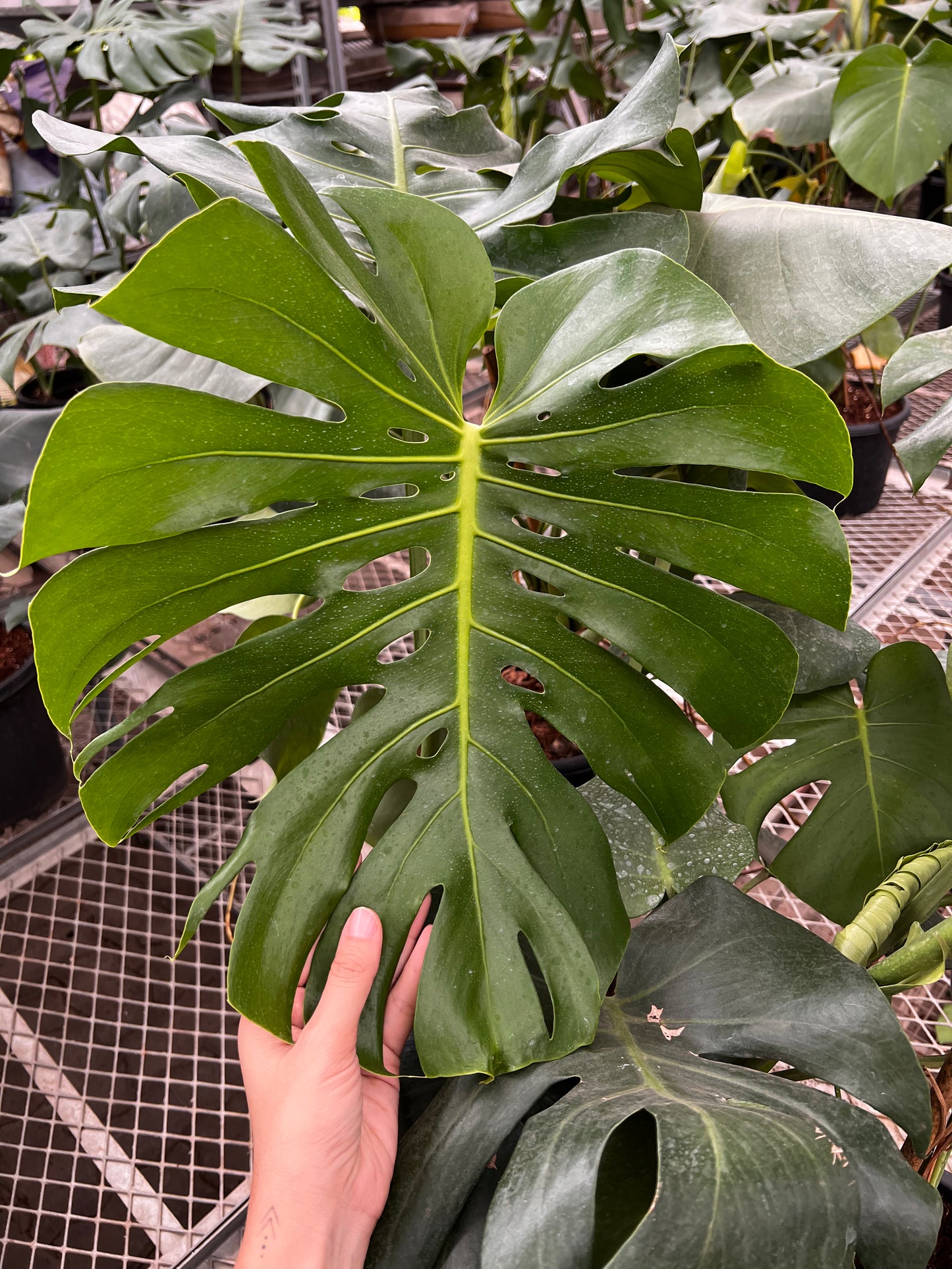 Monstrea Deliciosa