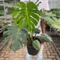 Monstrea Deliciosa