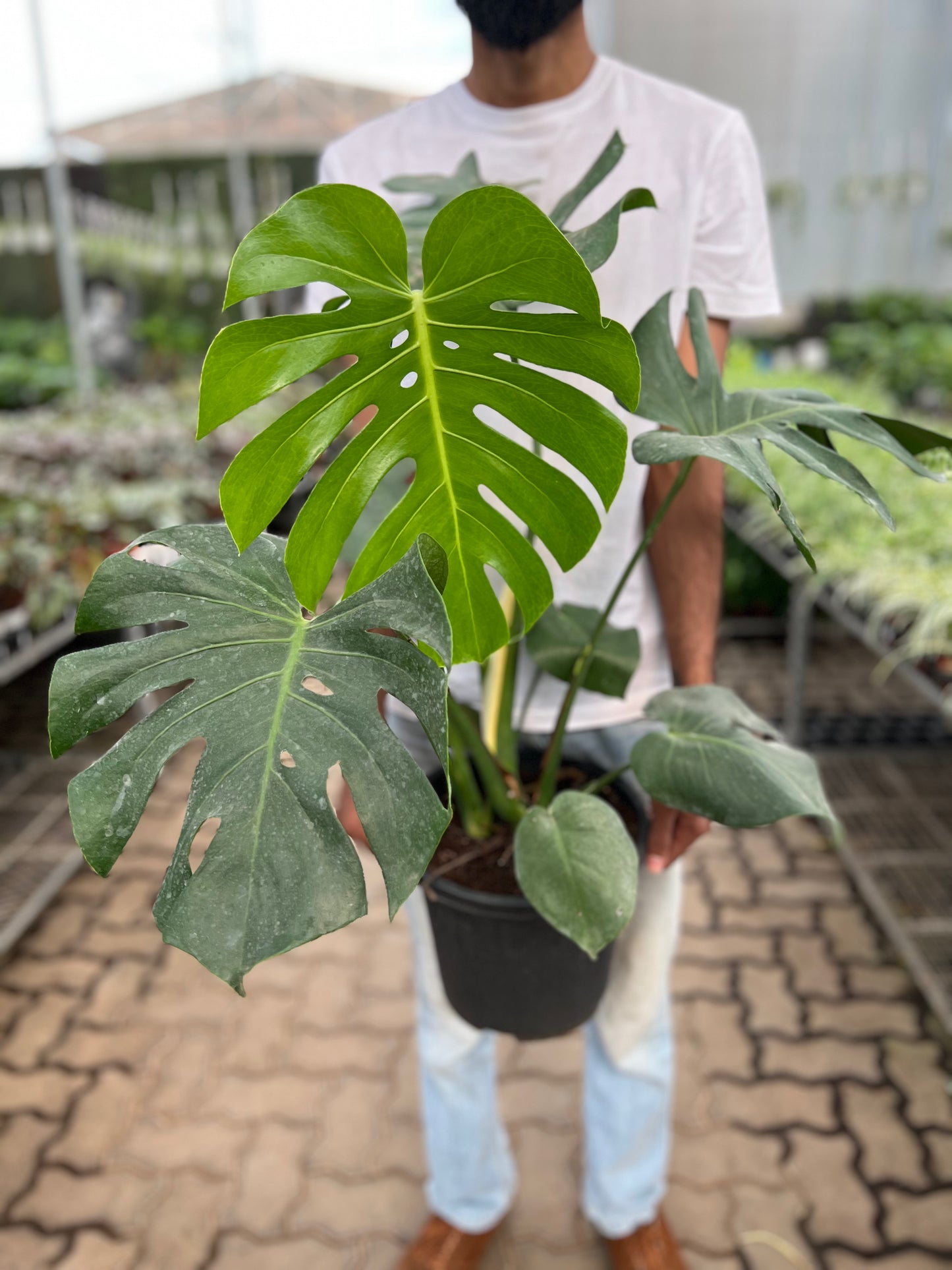 Monstrea Deliciosa