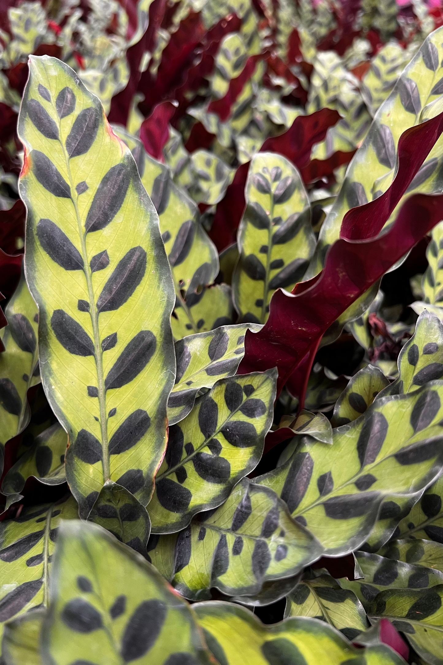 RattleSnake Plant