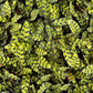 RattleSnake Plant