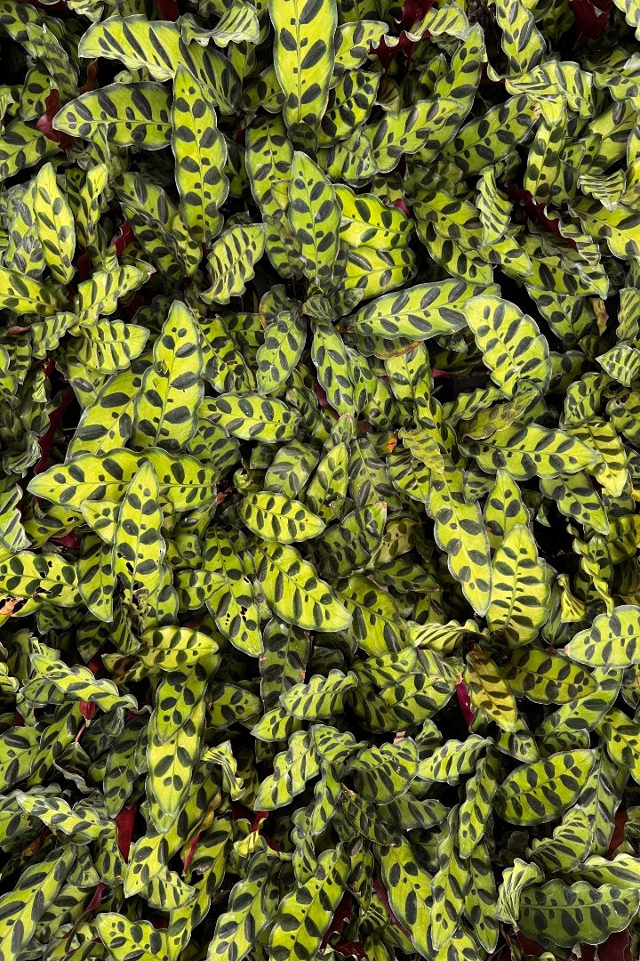 RattleSnake Plant