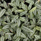 Calathea Viatta