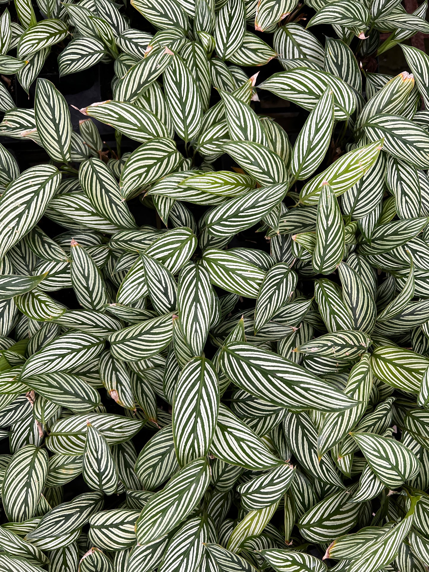 Calathea Viatta