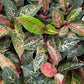 Aglaonema Red Peacock