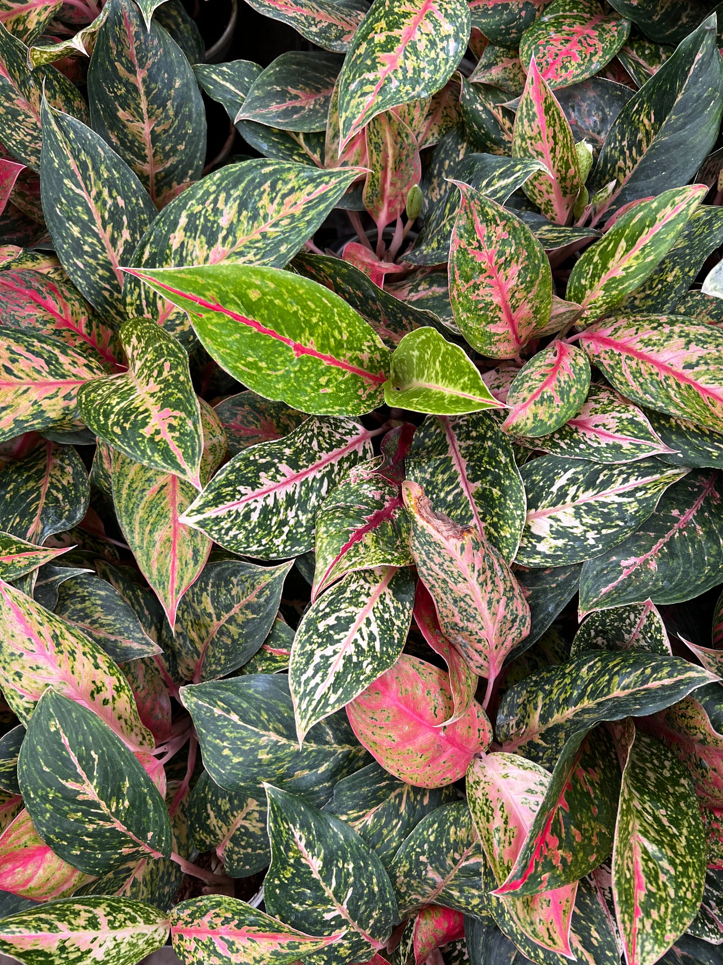 Aglaonema Red Peacock