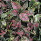 Anglaonema Pink Dalmation