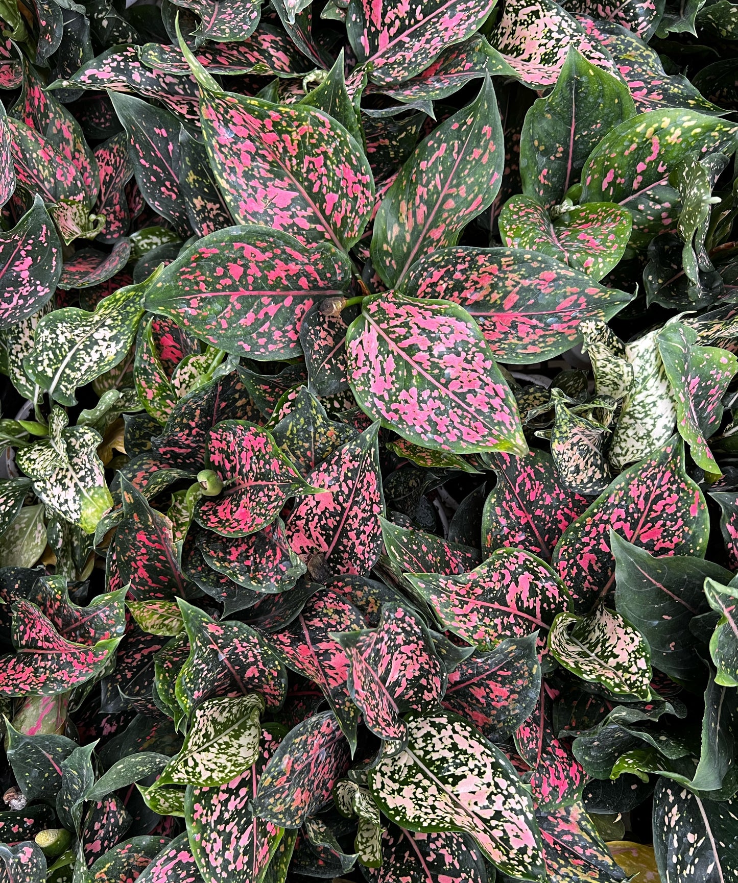 Anglaonema Pink Dalmation