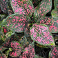Anglaonema Pink Dalmation