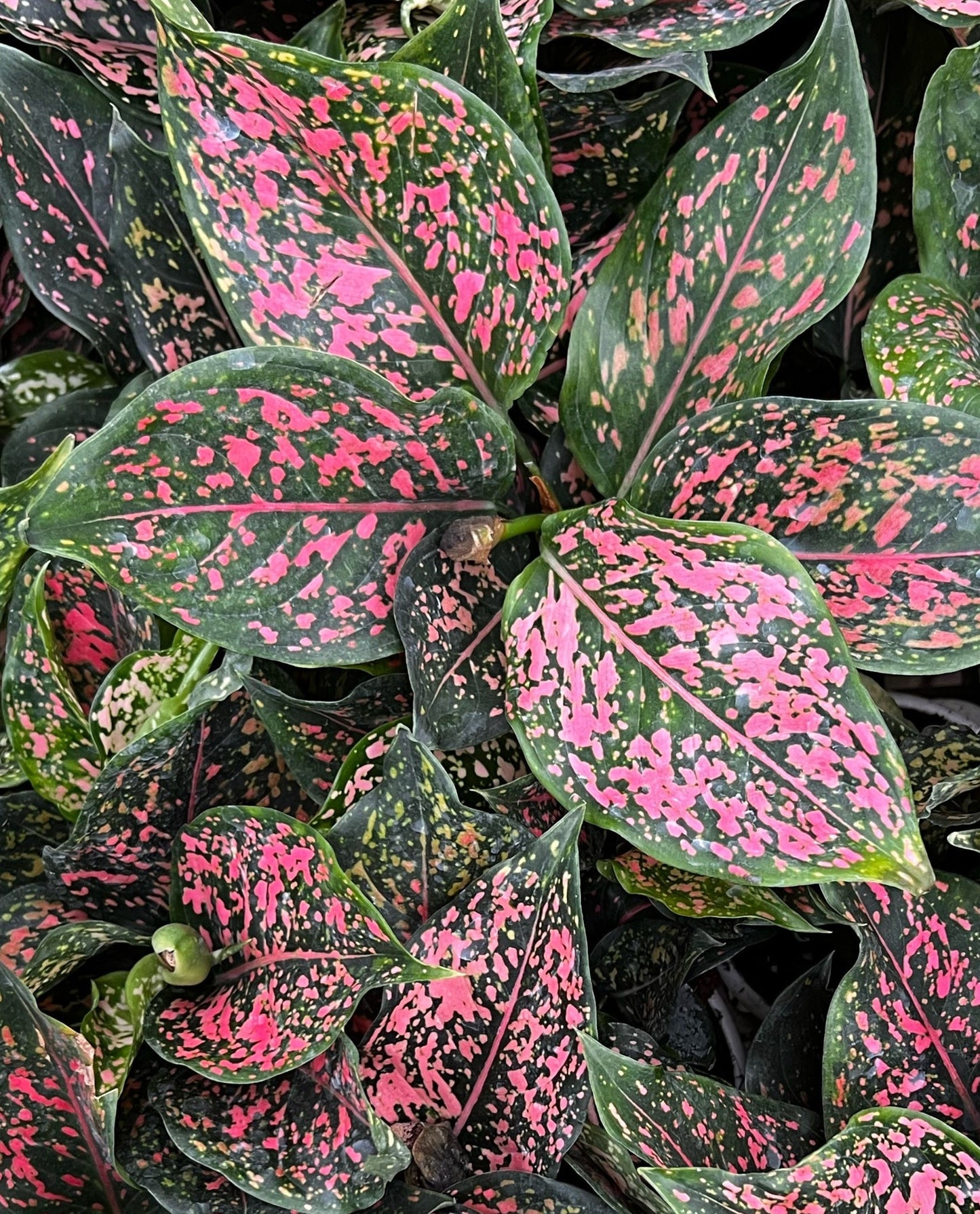 Anglaonema Pink Dalmation