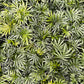 Parlor palm