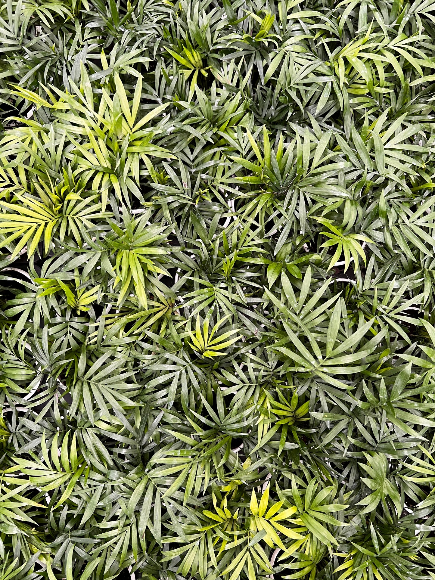 Parlor palm