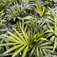 Parlor palm