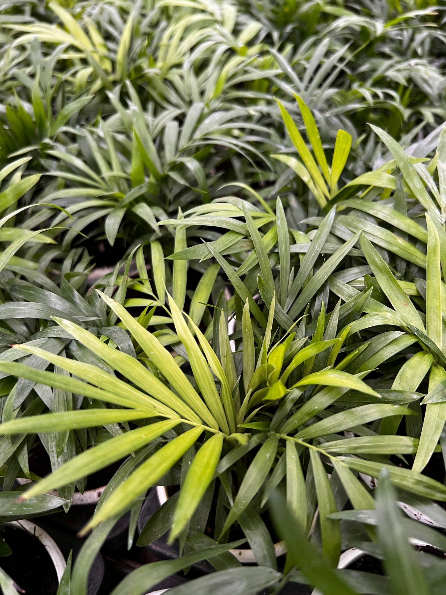 Parlor palm