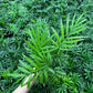 Parlor palm