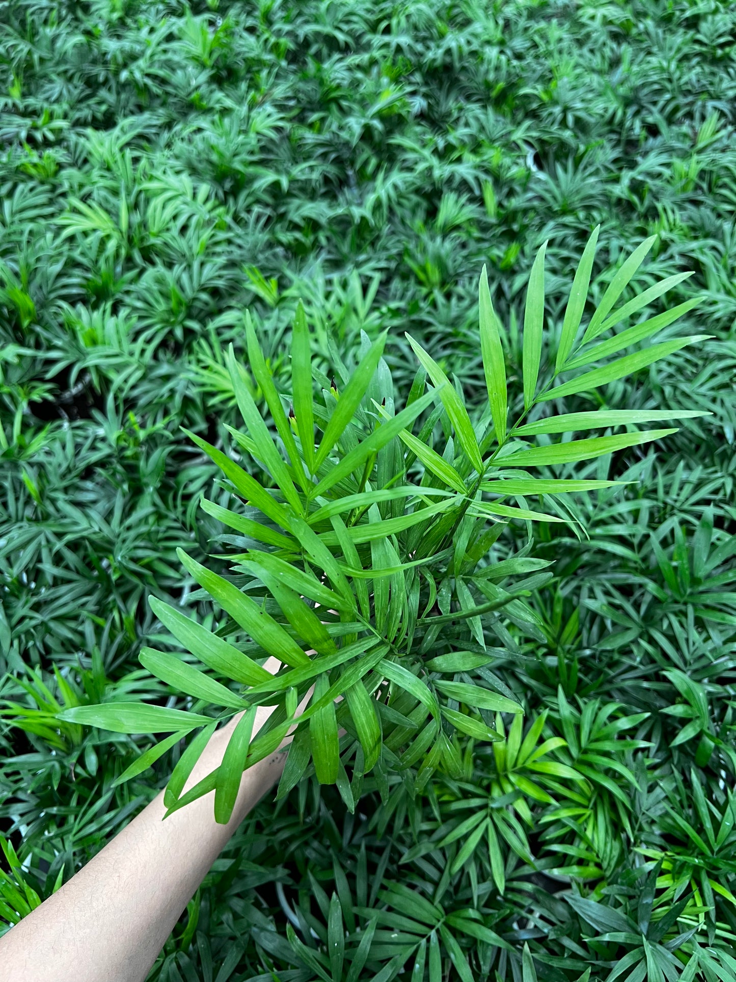 Parlor palm