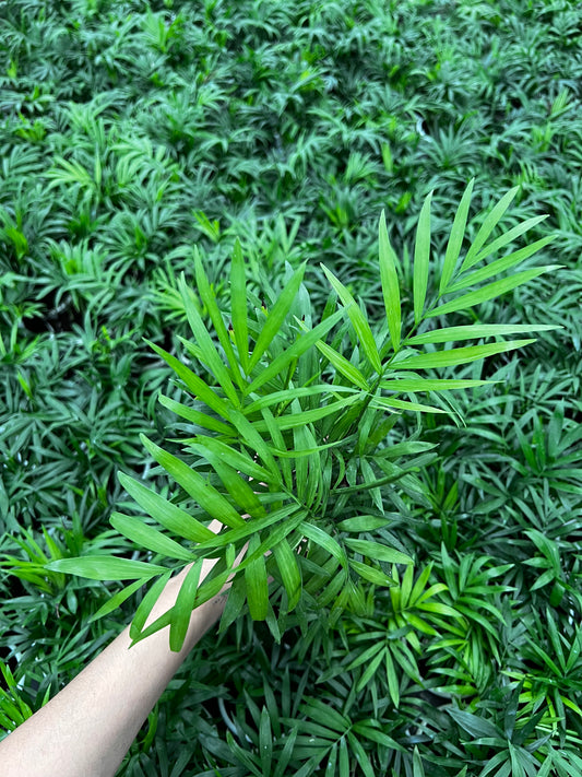 Parlor palm