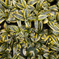 Snake Dwarf Plant / Hahnii