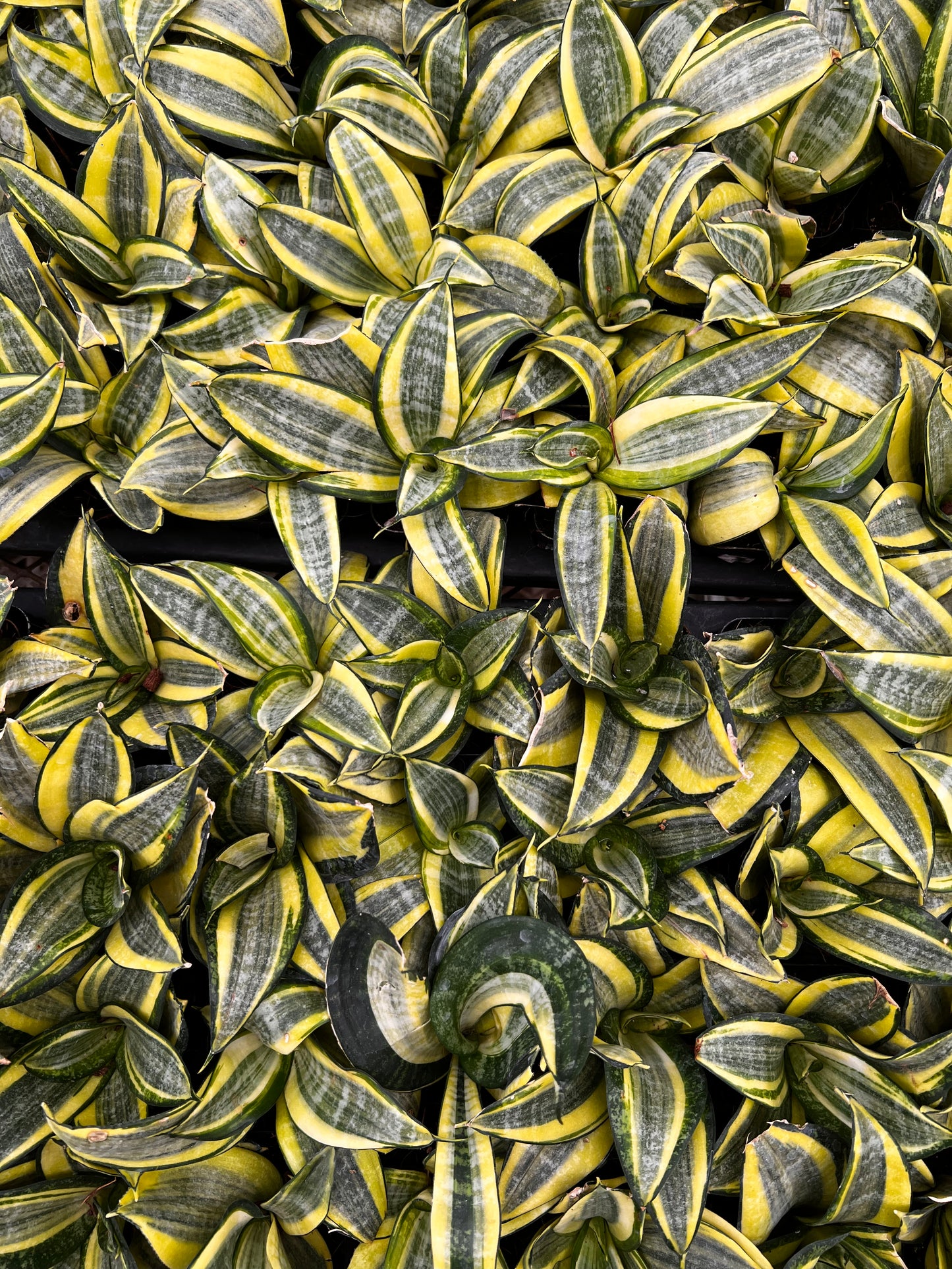 Snake Dwarf Plant / Hahnii