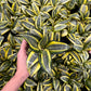 Snake Dwarf Plant / Hahnii