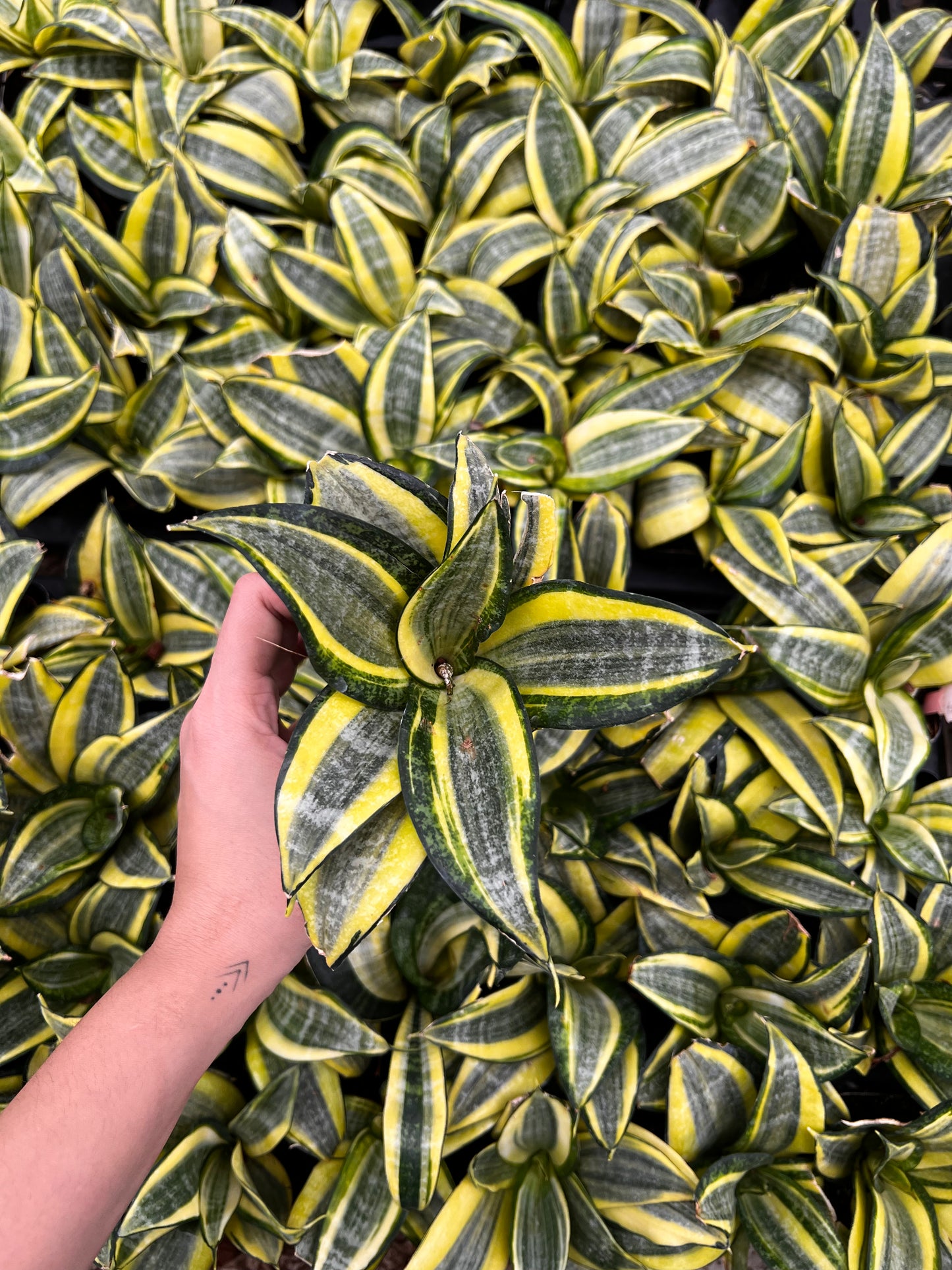 Snake Dwarf Plant / Hahnii