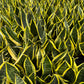 Snake Plant