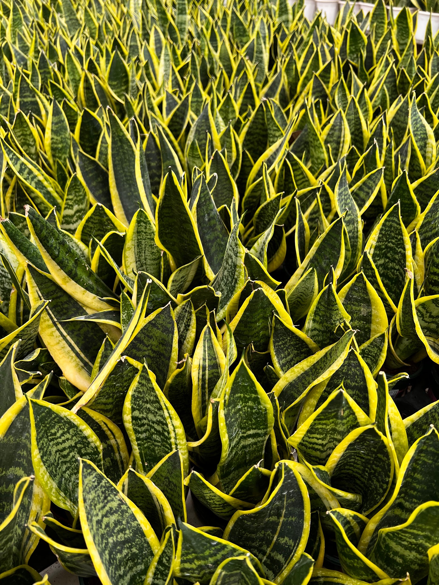 Snake Plant