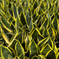 Snake Dwarf Plant / Hahnii