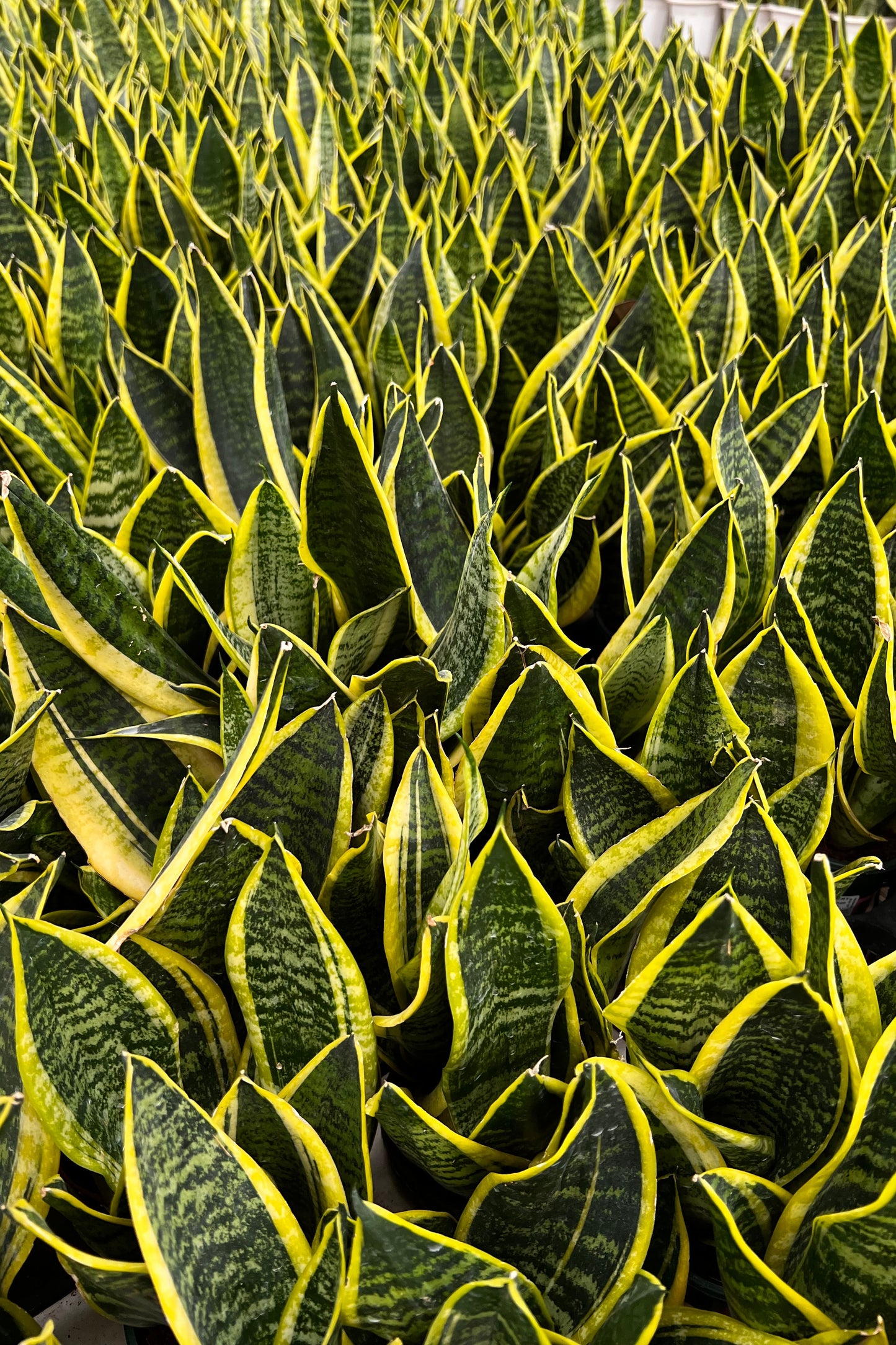 Snake Dwarf Plant / Hahnii