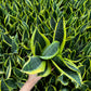 Snake Plant