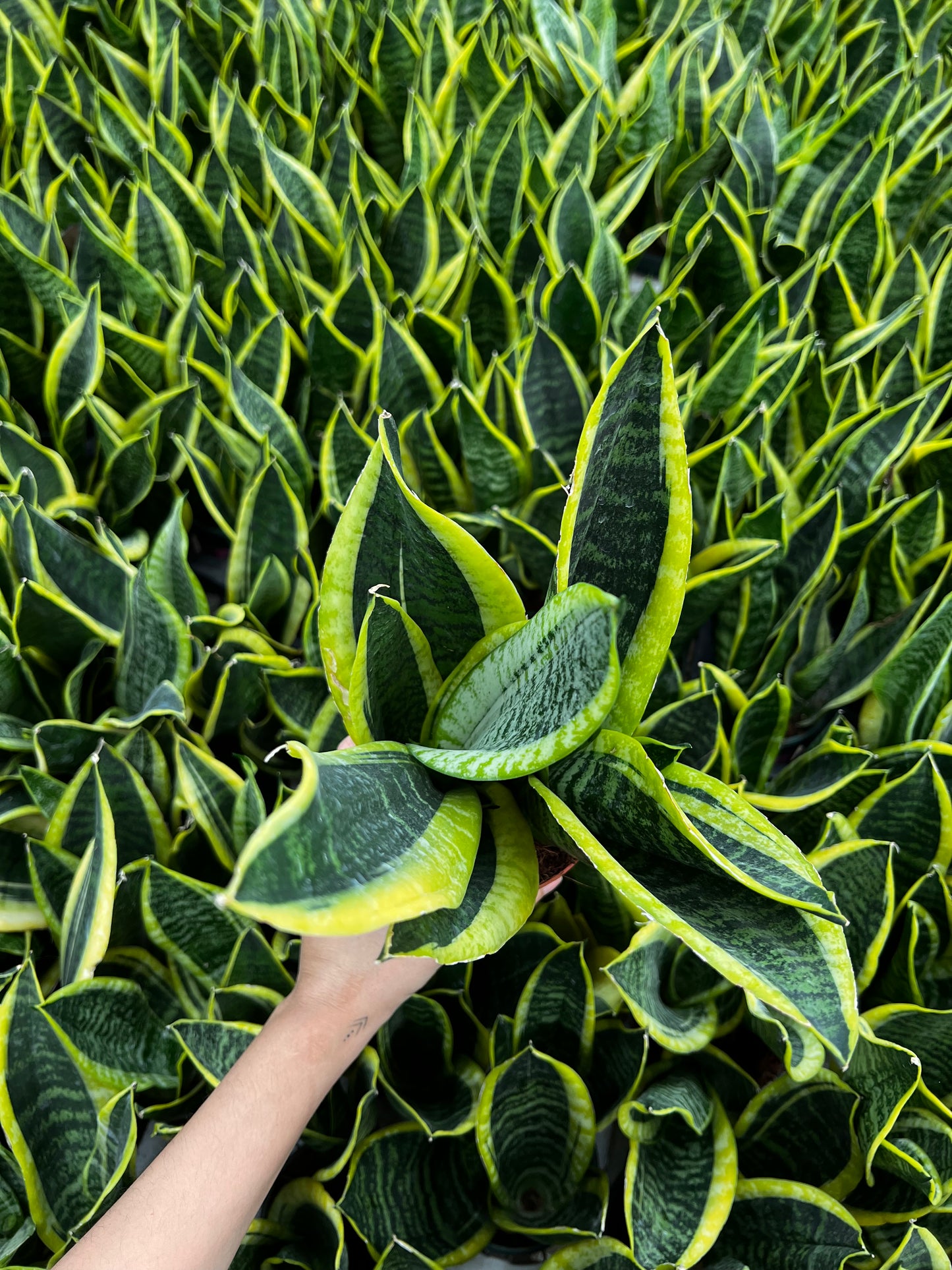Snake Plant
