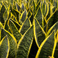 Snake Plant