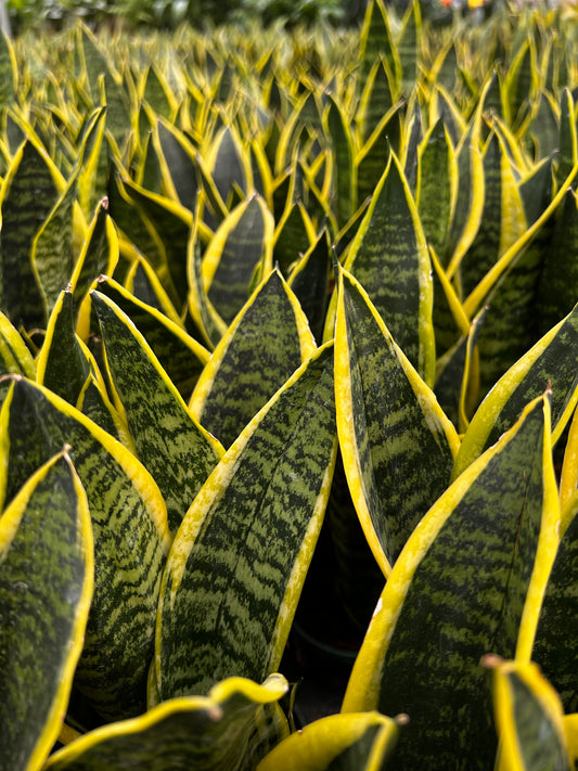 Snake Plant