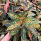 Aglaonema Red Peacock