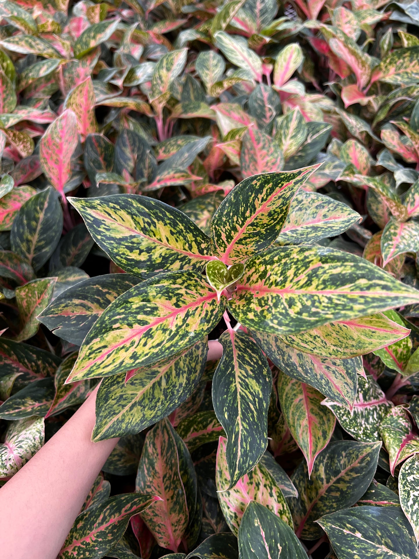 Aglaonema Red Peacock