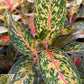 Aglaonema Red Peacock