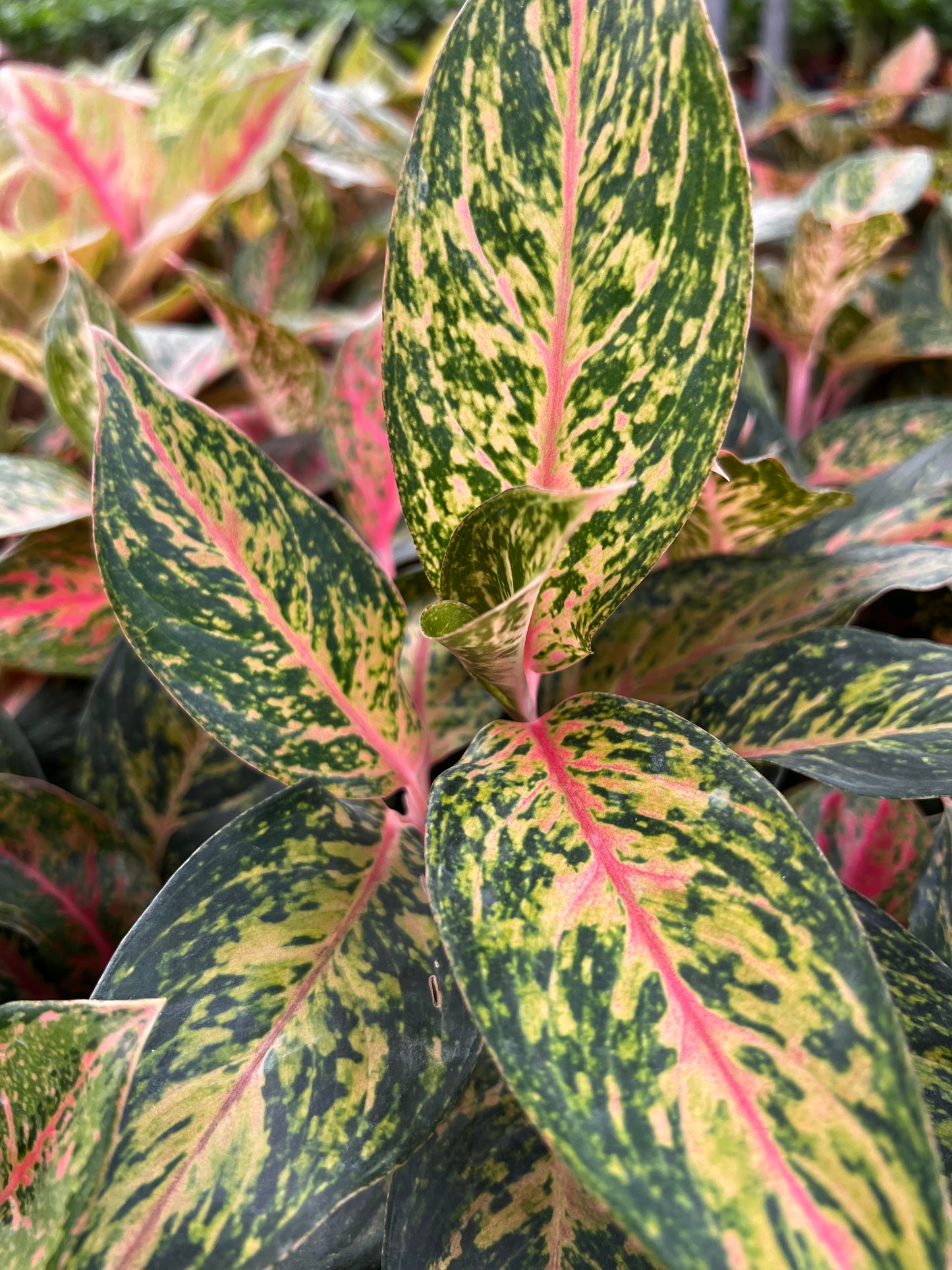 Aglaonema Red Peacock