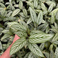 Calathea Viatta