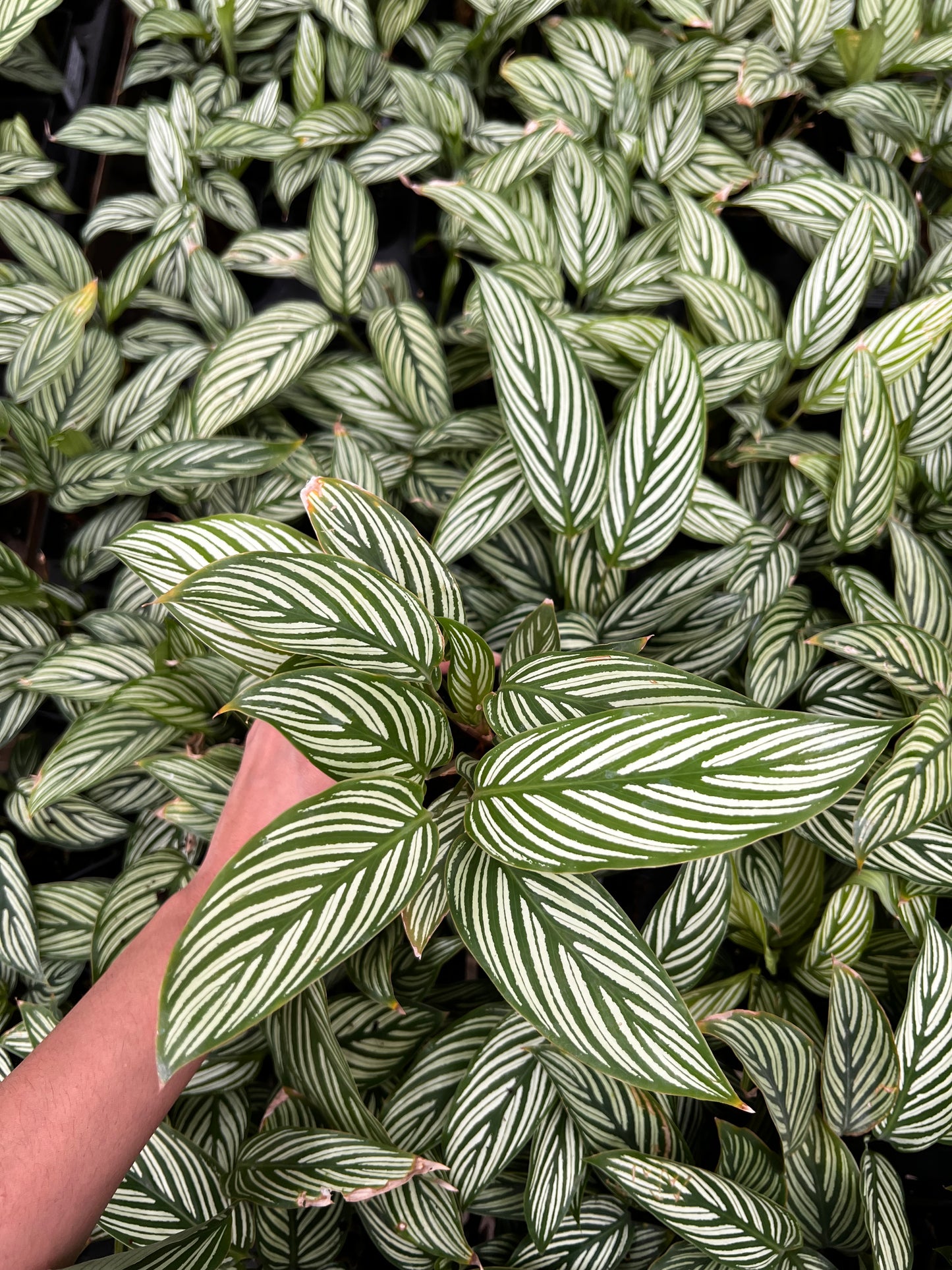 Calathea Viatta