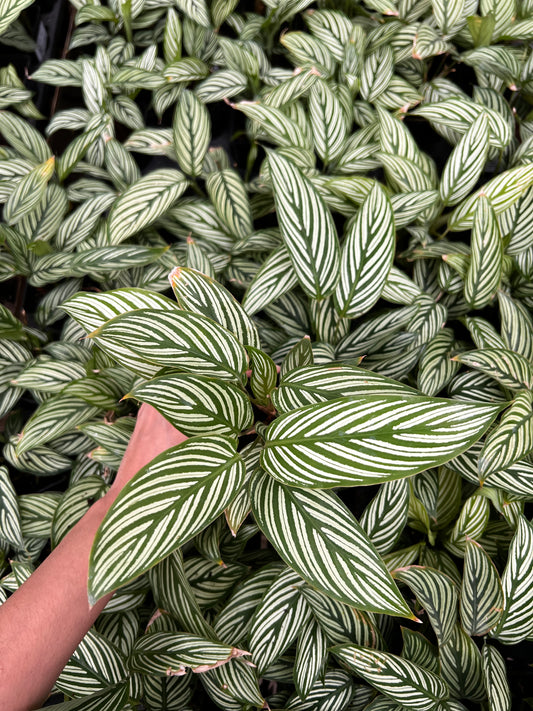 Calathea Viatta