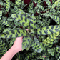 RattleSnake Plant