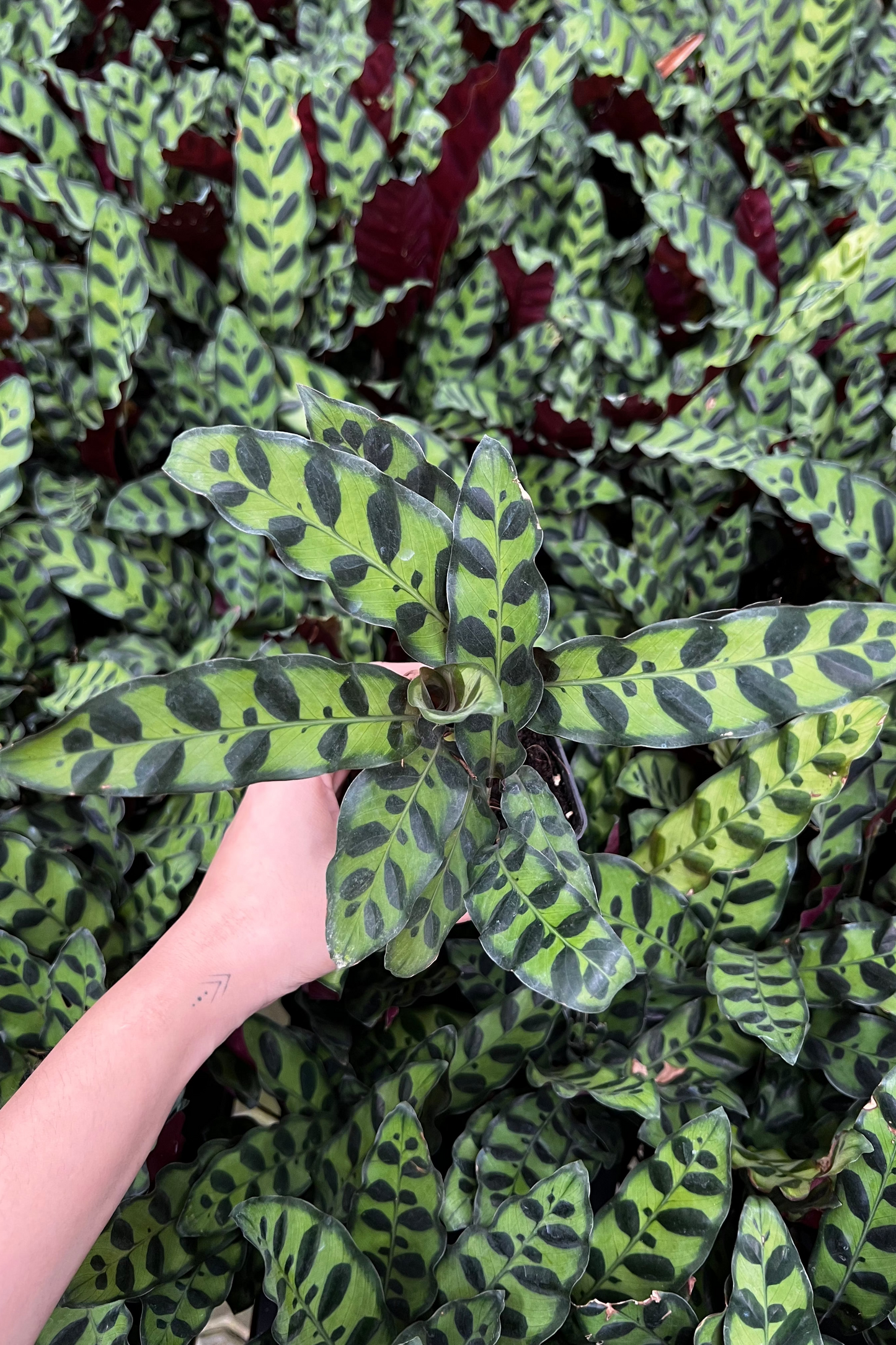 RattleSnake Plant