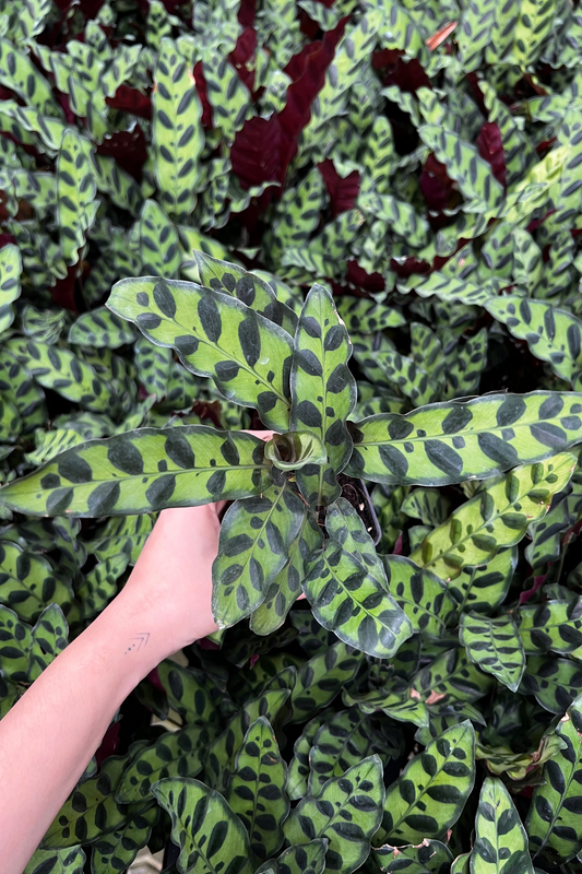 RattleSnake Plant