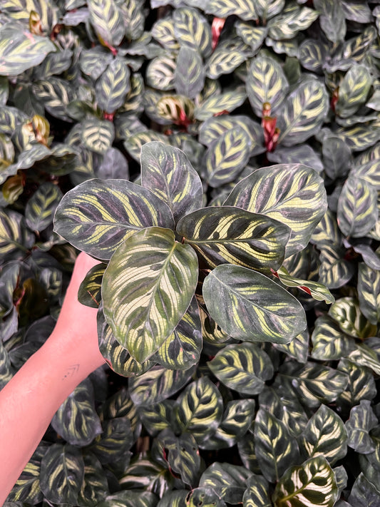 Calathea Peacock