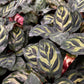 Calathea Peacock