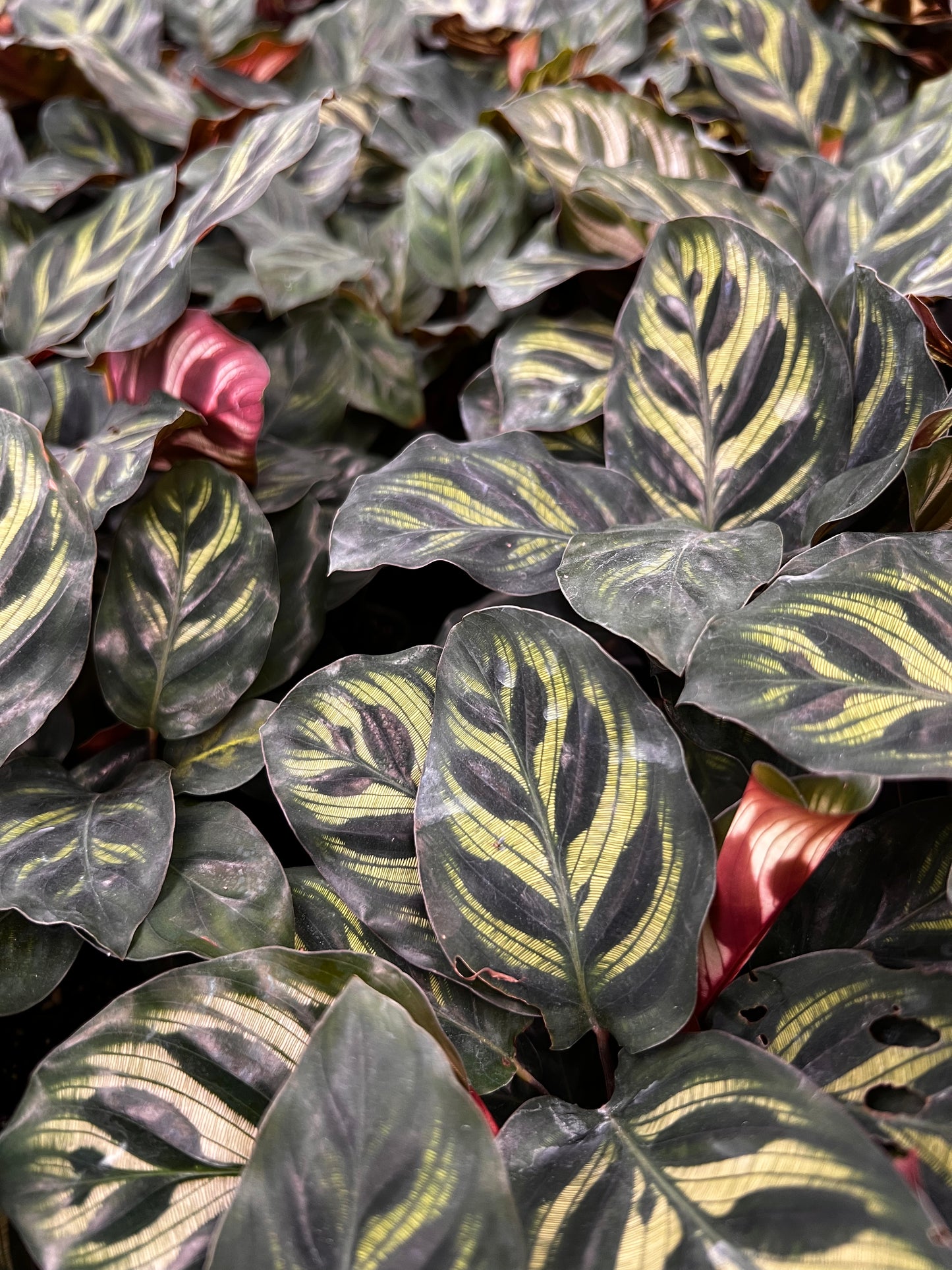 Calathea Peacock