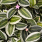 Calathea Bijoux Gecko