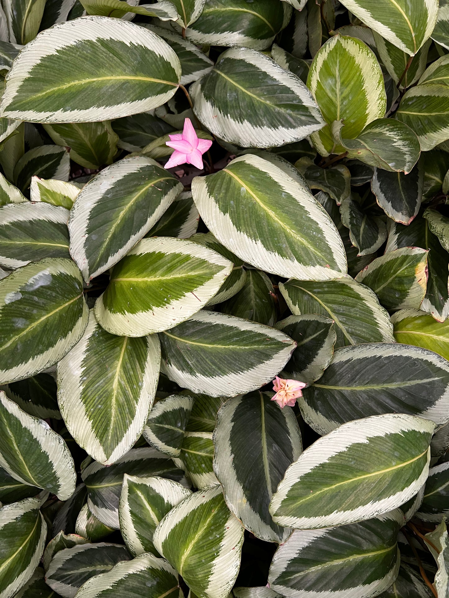 Calathea Bijoux Gecko