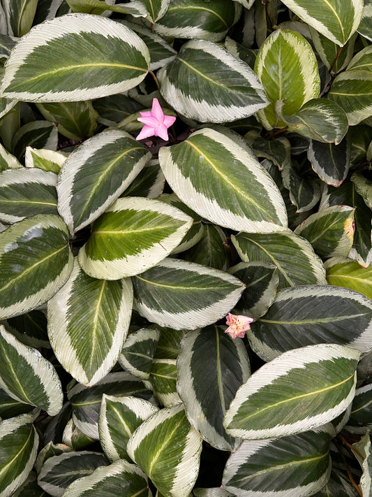 Calathea Bijoux Gecko