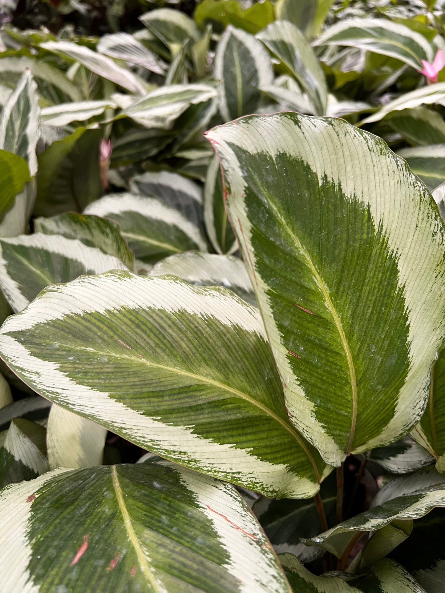 Calathea Bijoux Gecko